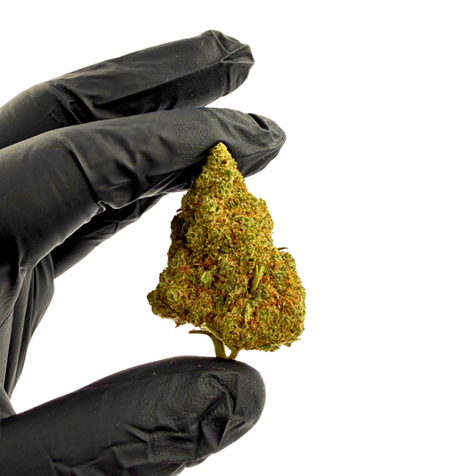 Amnesia Hydro Indoor CBD HIGHⓡ STRONG
