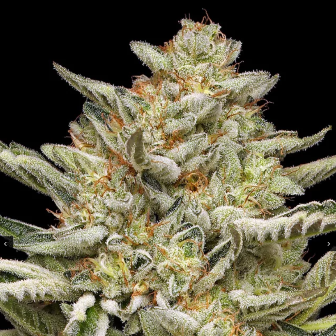 Humboldt OG Triploid AUTO 3 ks