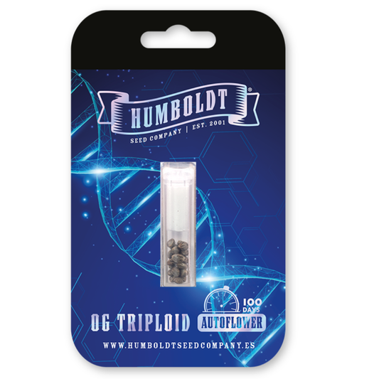 Humboldt OG Triploid AUTO 3 ks